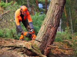 How Our Tree Care Process Works  in Austin, IN